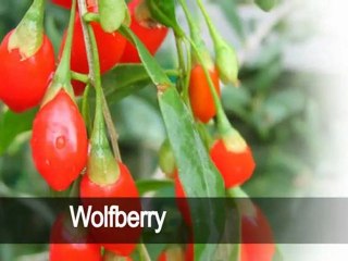 Nutrition and Myopia