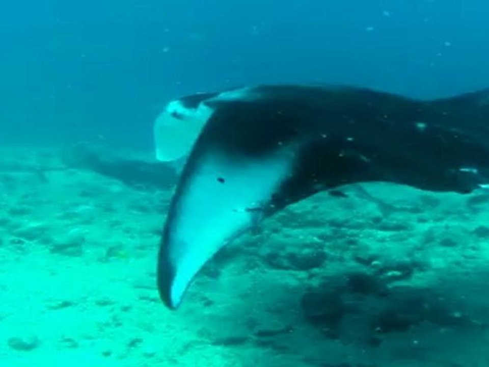 Manta_02