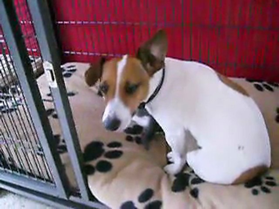 chiens chaton moment tendresse