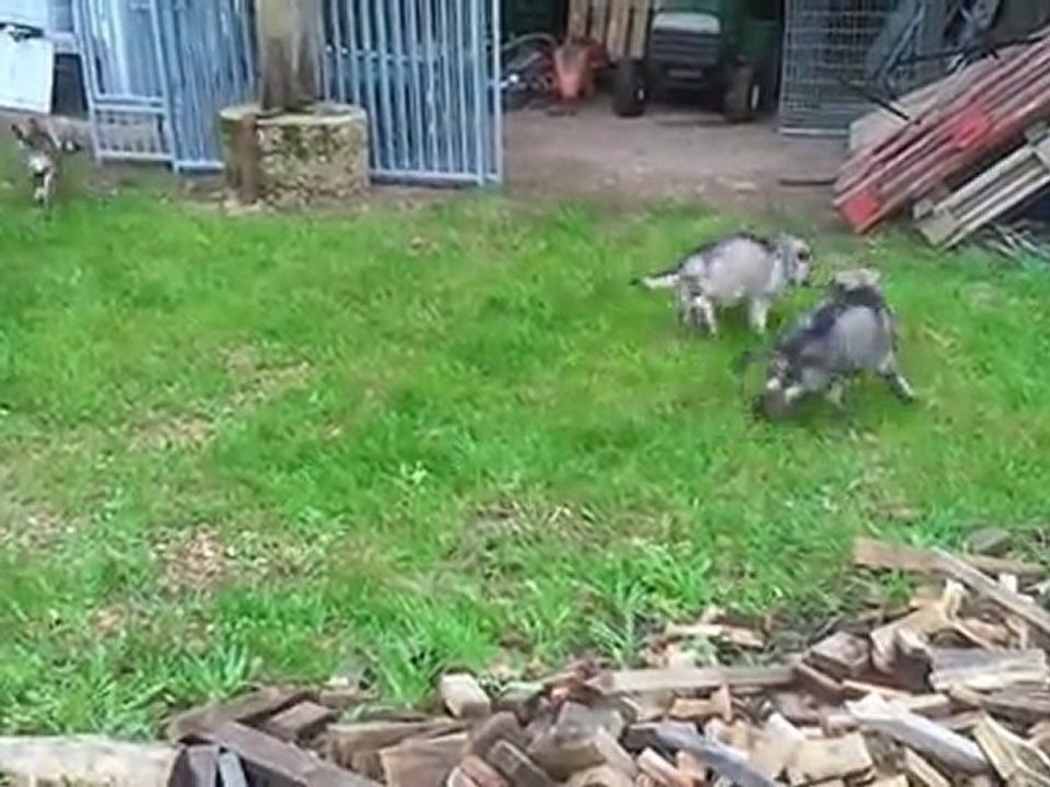 BB Indiana novembre 5 semaines 1/2