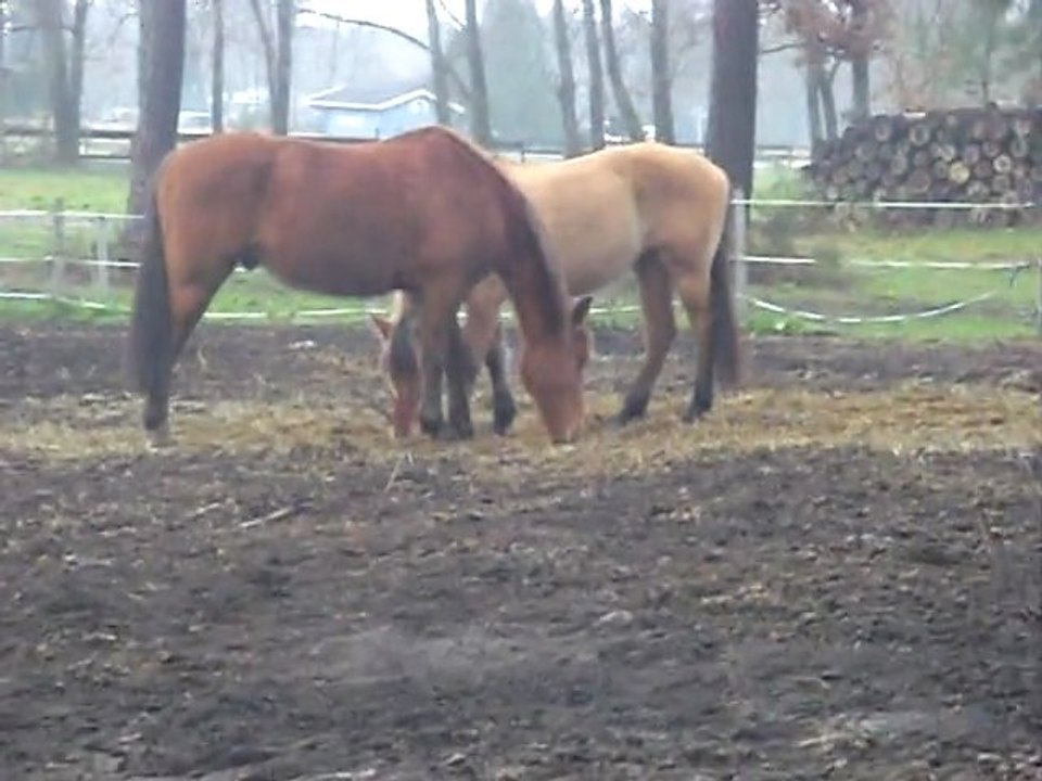 Lilou & Honey