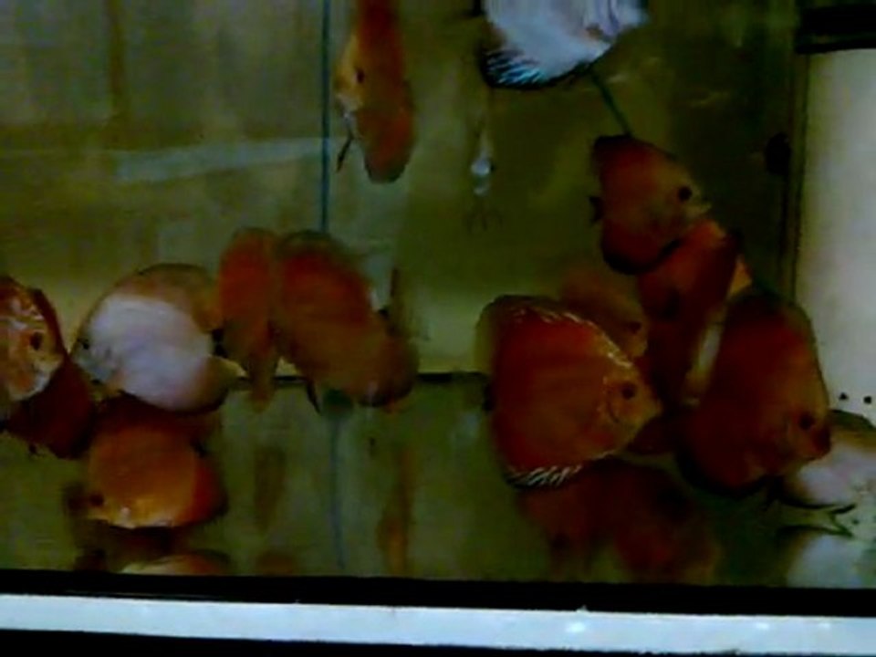 Karaburuk Discus S.Red Melon , Red Marlboro
