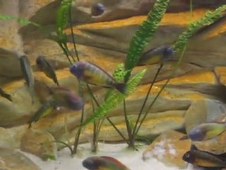 Red Rainbow-Kantalamba