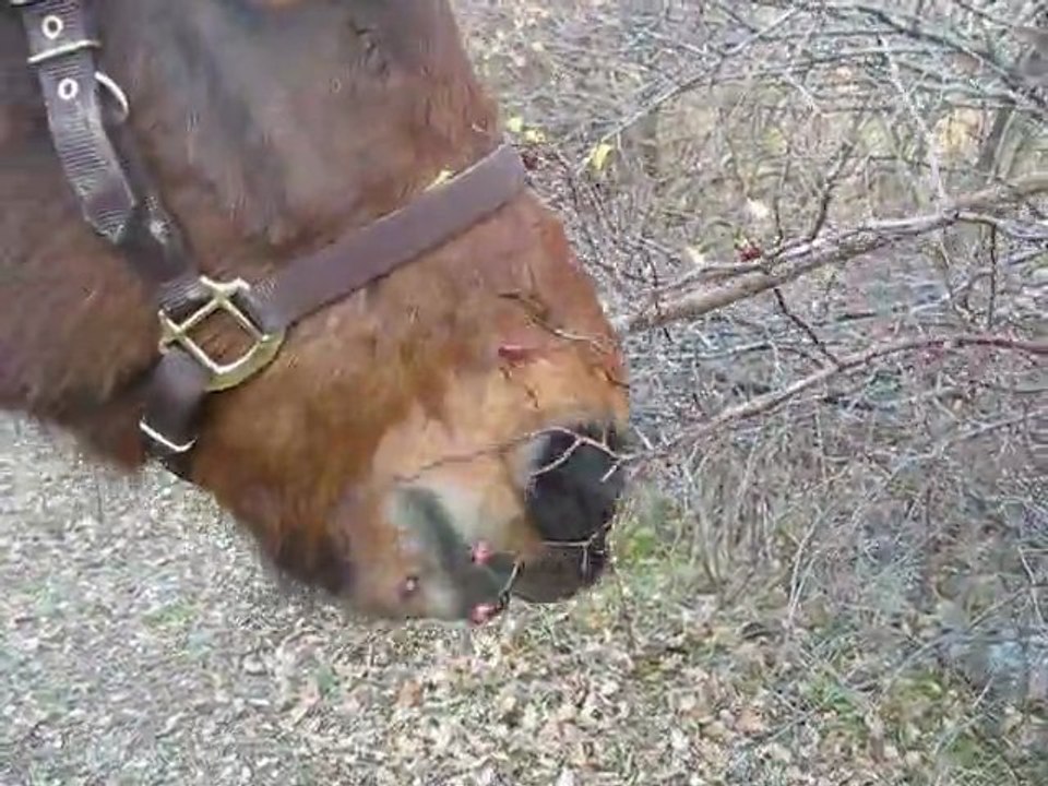 Brownie fait une petite cure de vitamines