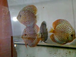 Karaburuk Discus Eş adayları 2.part