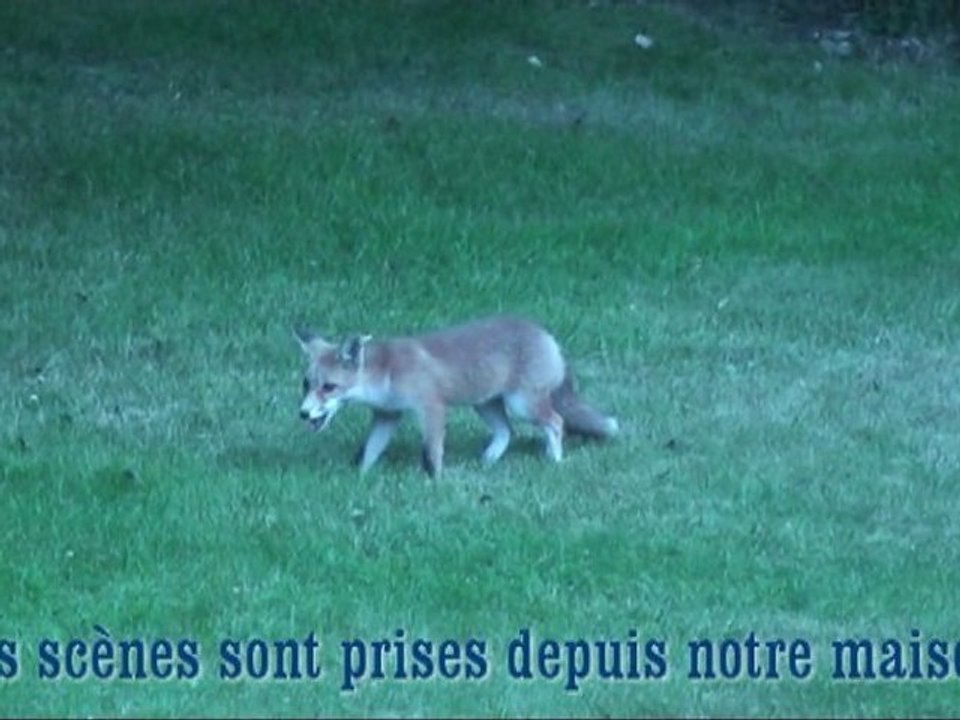 Visite de maître Goupil