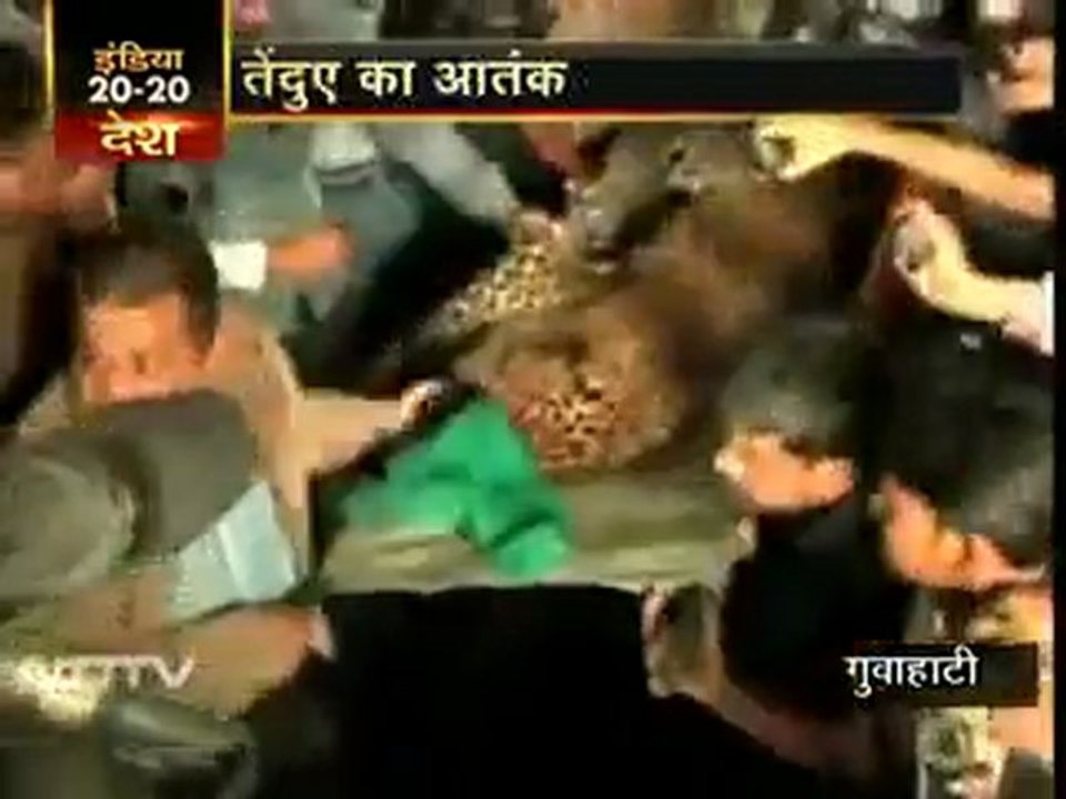 गुवाहाटी में तेंदुए ने तीन को किया घायल