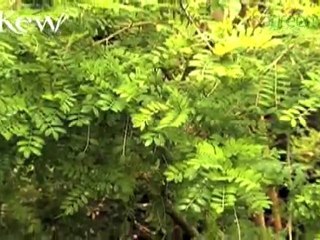 Easter Island's toromiro tree