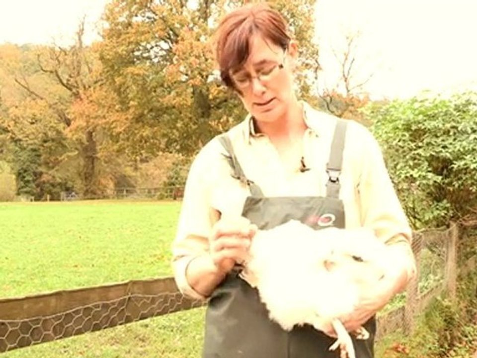 How To Cure An Egg Bound Chicken