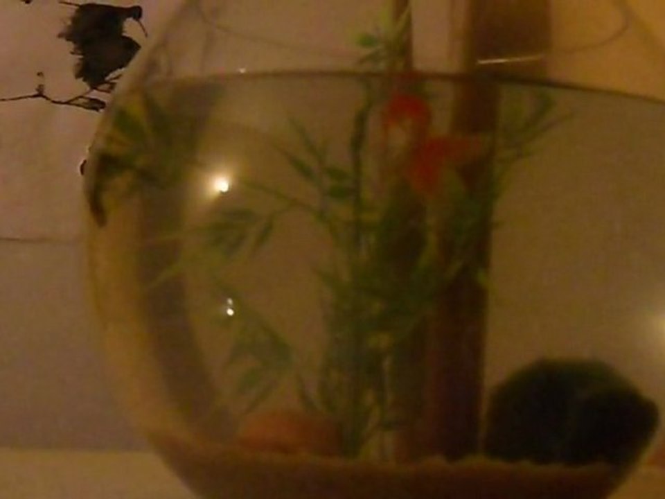 Némo et Dorie        vidéo