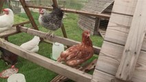 How To Care For Chickens