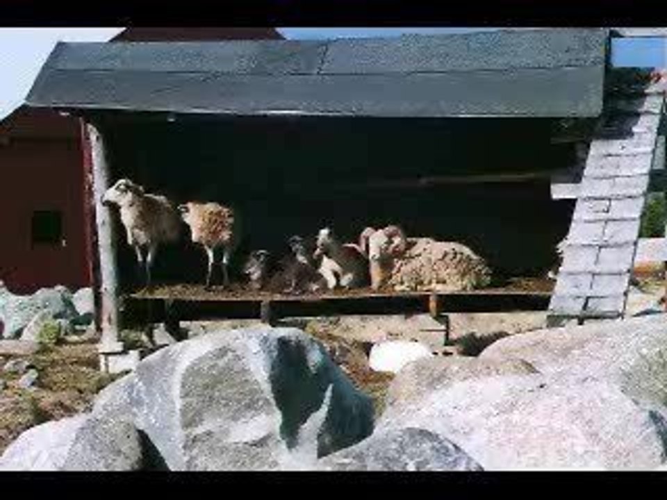 Dirty Deeds Done With Sheep-AC/DC