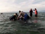Voluntarios rescatan a 18 ballenas piloto que vararon en Nueva Zelanda