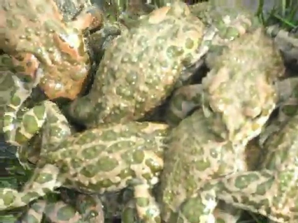 KURBAĞALAR