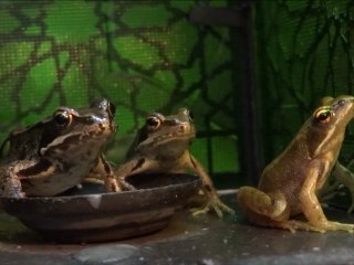FREEDOM IS A DIFFICULT CONCEPT - Frogs & toad don't get it