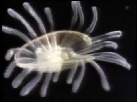 Okyanus Gezginleri Bölüm-1 (1/4)