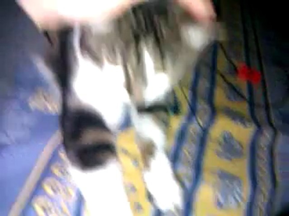 VIDEO0005