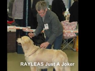 Paris Dog Show 7 janvier 2012 Ouverte mâles