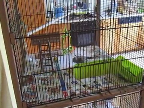 calopsitte troubles neurologiques