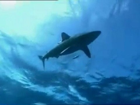 Derin Okyanus Bölüm-1 (1/4)