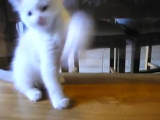 gatito chasse l'oiseau