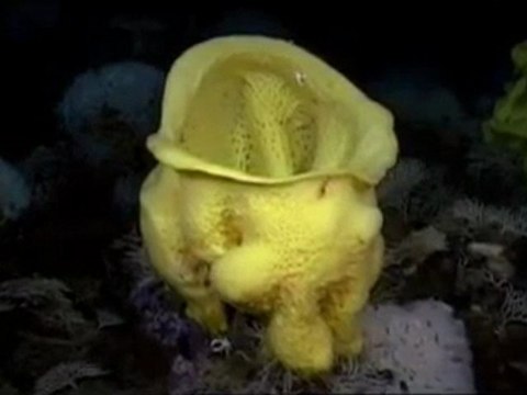 Derin Okyanus Bölüm-3 (3/4)