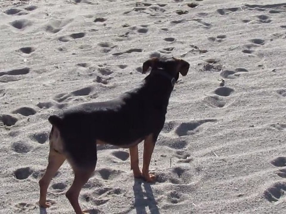Un chien heureux !!!
