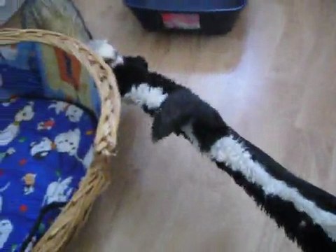 Virus de l'association du refuge des ch'tis furets