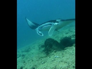 Sortie Aquanature, avec le club APNEA