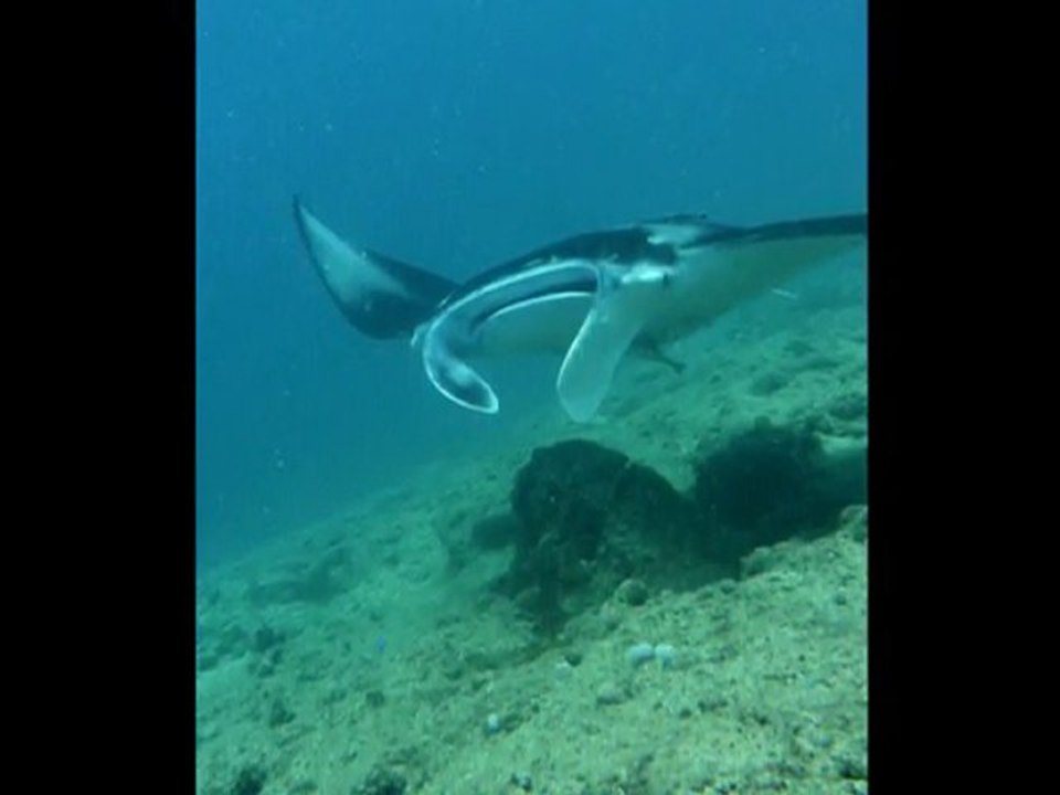 Sortie Aquanature, avec le club APNEA