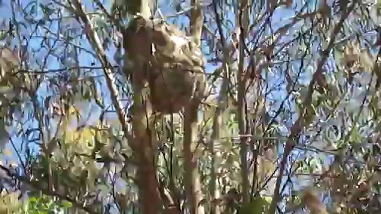 koala australie