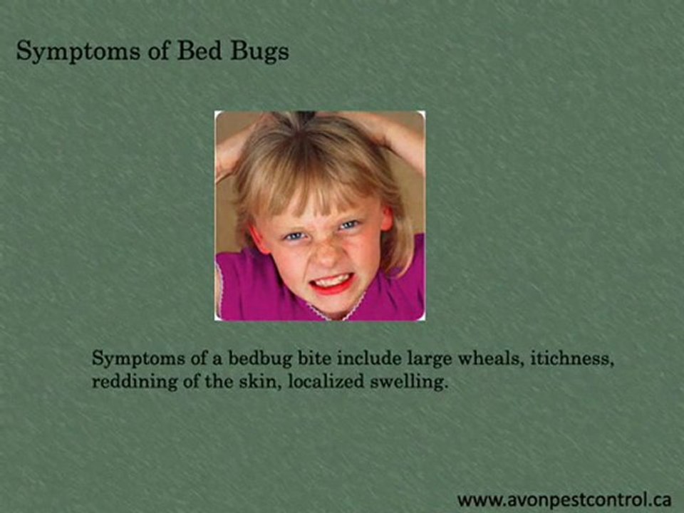 bedbug