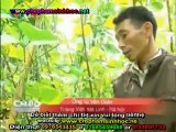 VTV4 - 10-12 đến 12-12-2011 - Kết quả sử dụng chế phẩm sinh học Vườn Sinh Thái cho trồng rau sạch