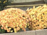 Comment hiverner les chrysanthèmes