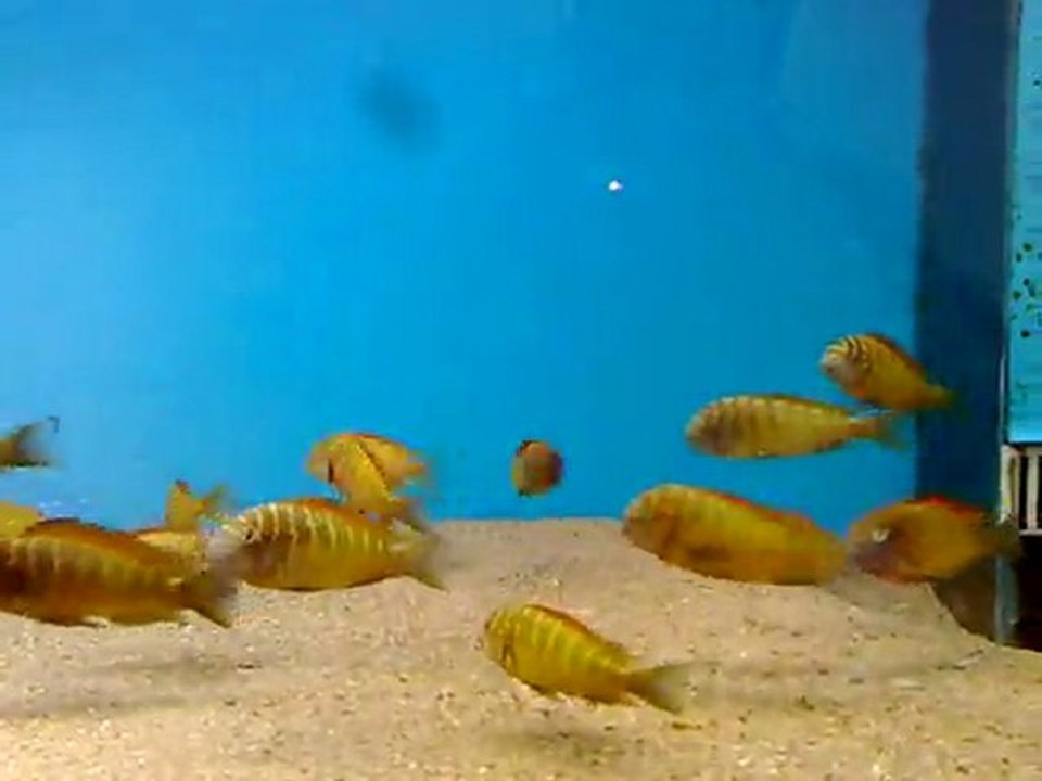 Keremseçkin ilangi yellows