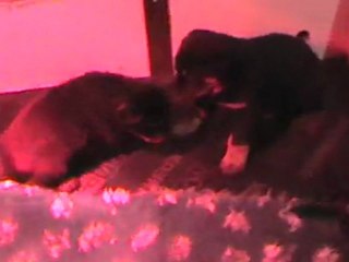 les chiots d'Aska et Ektor 1