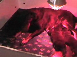 les chiots d'aska et Ektor 3