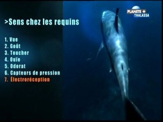 Au royaume des abysses / Prédateurs (2/2)