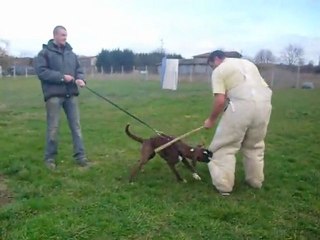 Gun's des Radicals Dogs 4