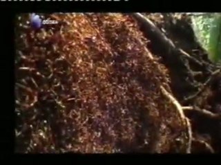 La sociedad de las hormigas: Inteligencia colectiva