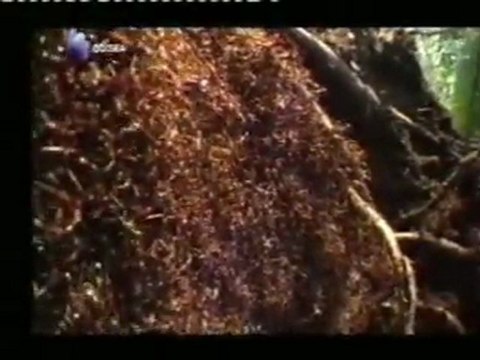 La sociedad de las hormigas: Inteligencia colectiva