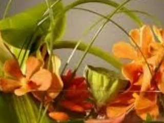 Fleuriste nord vendée Boutique Fond de commerce  fleuriste