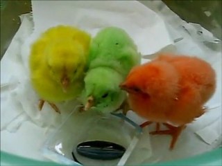 Üç renkli minik civciv!