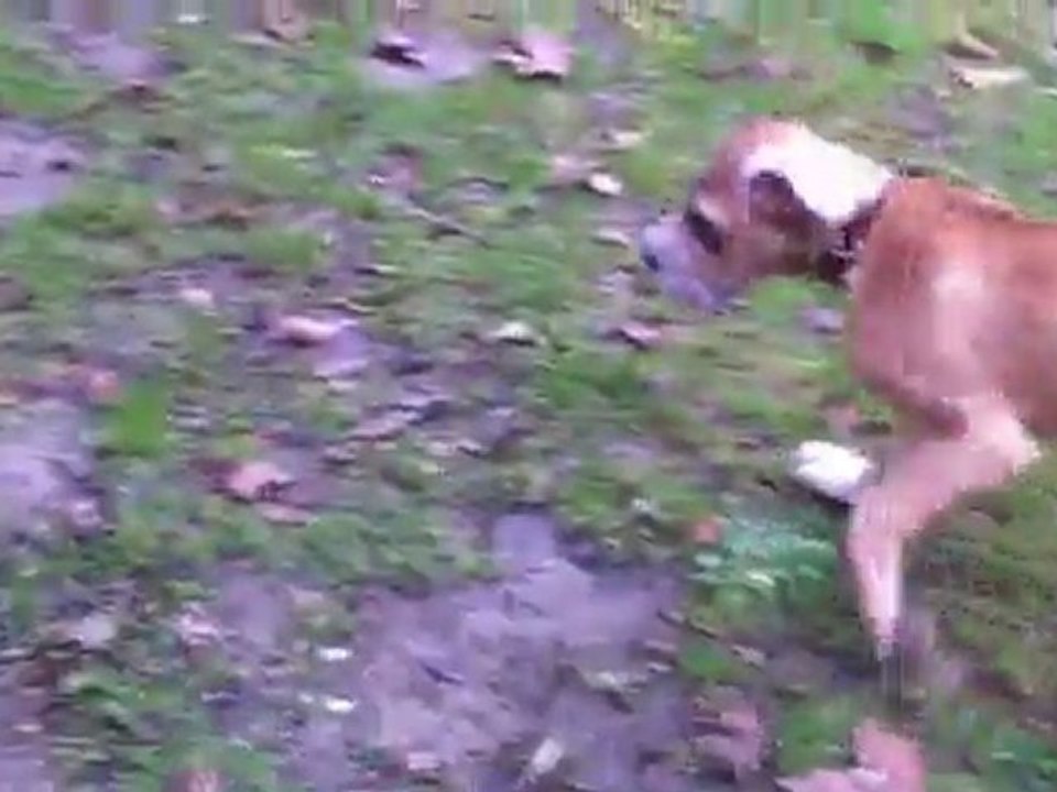 Ganesh, Dogue allemand de trois mois et demi. ( au bois)