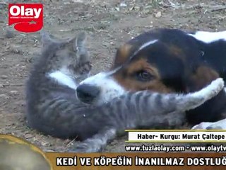 KEDİ VE KÖPEĞİN DOSTLUĞU