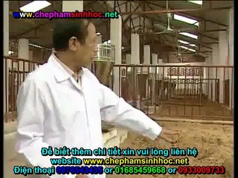 Đệm lót sinh học - đệm lót sinh thái - đệm lót lên men với chế phẩm sinh học balasa trong chăn nuôi lợn, heo 2