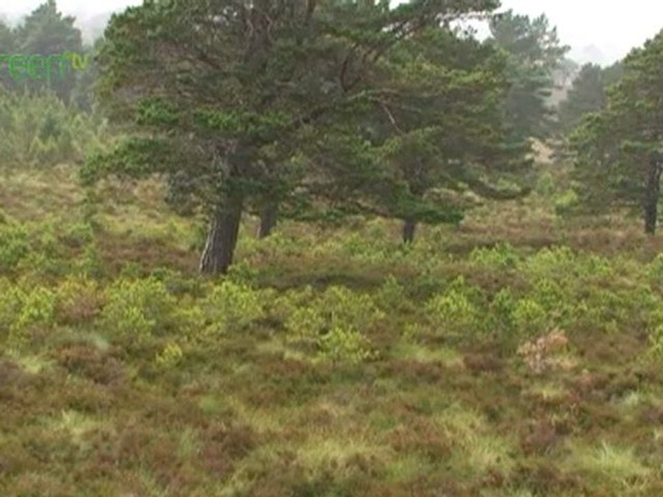 Caledonian Forest