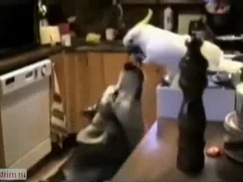 Вот что значит настоящий,верный друг!