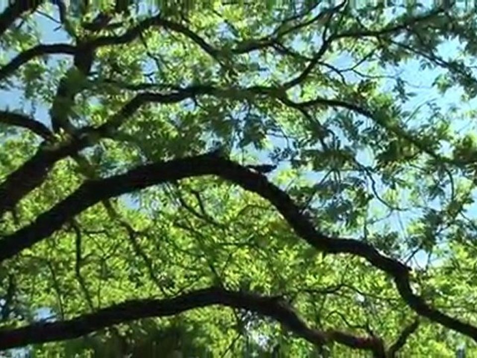 Terrafinanz - Kurzfilm 'Odinshain'