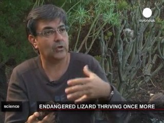 Giant lizard breeding programme halts species' decline